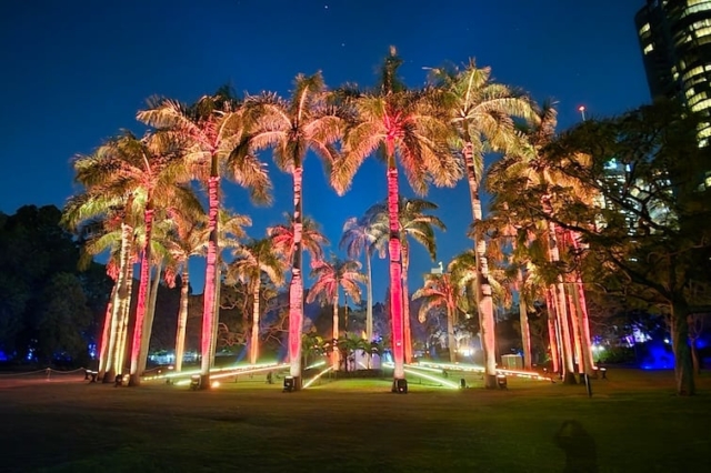 Lightscape-2024-palms